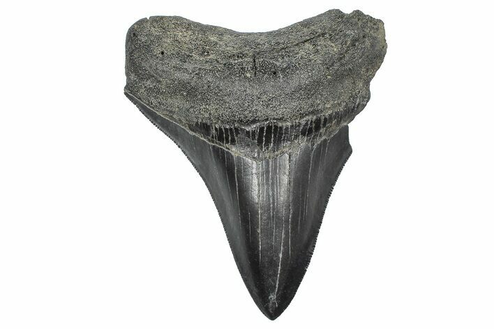 Serrated, Fossil Megalodon Tooth - South Carolina #346182